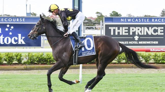 Progressive three-year-old French Ruler looks a good chahce in the Canberra Guineas. Picture: Bradley Photos