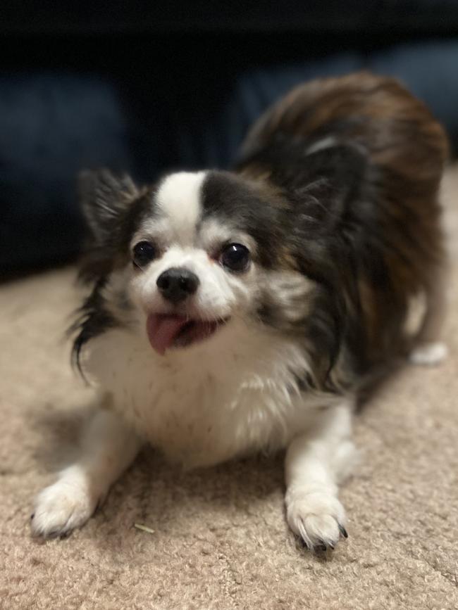 Chewie the chihuahua, also sent in by Bernadette Graham, Ingle Farm.