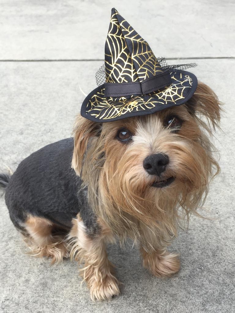 Winston enjoying Halloween, ready to spook passers-by on the street. Picture: Cohan O’Brien