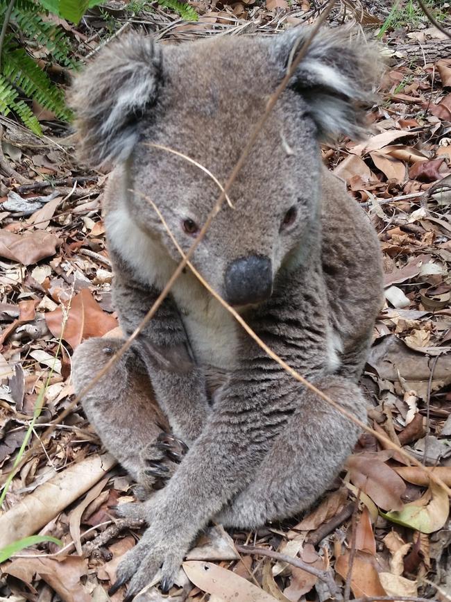 The aggressor: neighbour Max Brettargh snapped this photo of the koala before the attack.