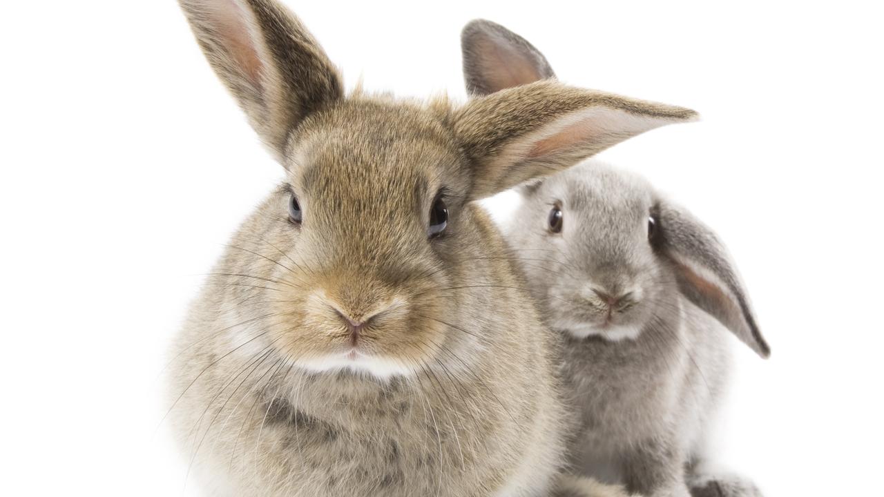 A man is accused of keeping dead rabbits in his freezer. Picture: Generic image