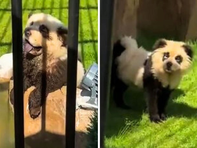 A Chinese zoo has come clean about their bizarre looking 'pandas'. Picture: Asiawire