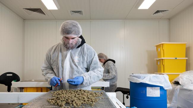 Medicinal cannabis flowers being trimmed, Tasmanian Botanics. Picture: Peter Mathew