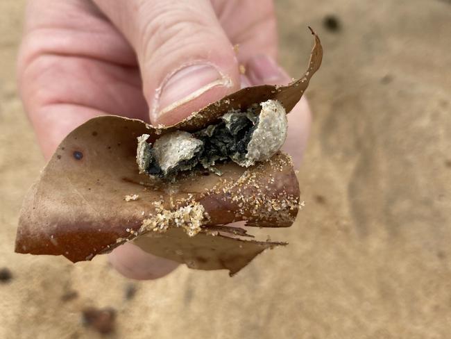 Nine beaches on Sydney's Northern Beaches have been closed after mysterious grey balls of pollution have washed ashore prompting authorities to warn people not to enter the water. Picture: Northern Beaches Council