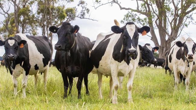 The Rabobank 2025 Australian Farmland Price Outlook has revealed Victorian farmland prices declined in value by 5 per cent last year, to a median of $14,270 a hectare. Picture: File (Zoe Phillips).