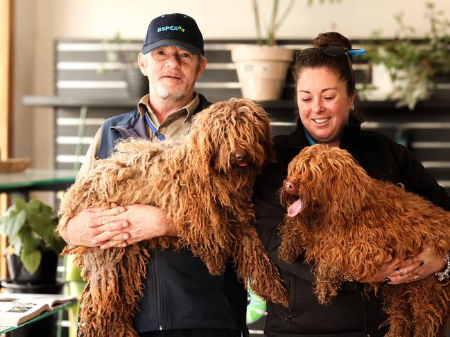 RSPCA Tasmania workers Paul Wyld and Lauren Chenhall with two of the rescued labradoodles at Wags Ã¢â¬â¢nÃ¢â¬â¢ Tails in Launceston. Picture: Stephanie Dalton