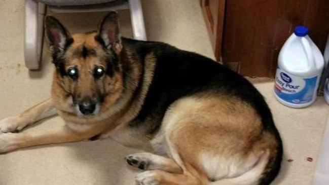 Save Bella ... the German Shepherd whose life is in limbo.