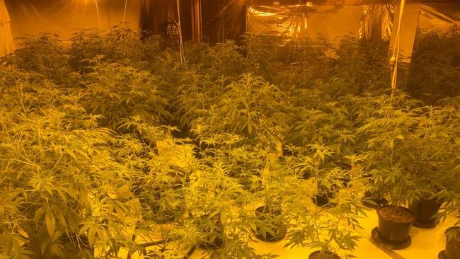 Almost 300 plants were found in one house alone. Picture: SA Police