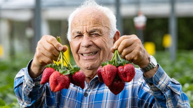 Tony and Anna have been growing strawberries in Dural for over 50 years. Picture: Julian Andrews