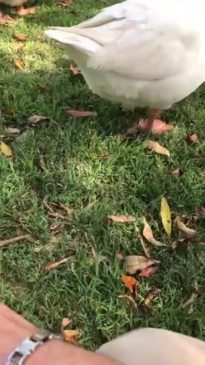 WATCH: Jesse New feeds the geese their appropriate diet at Lake Alford