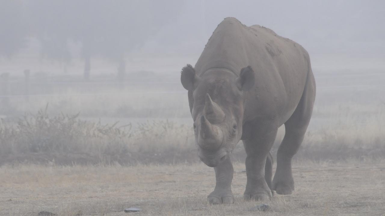 Black rhino. Dawn picture: Geoff Brooks, Monarto Safari Park