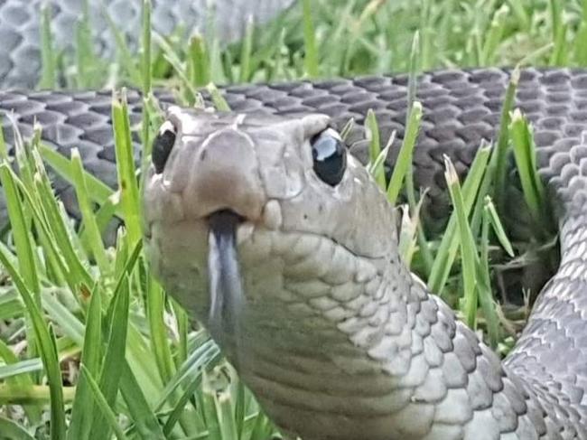 Australian Snake CatchersLarge Eastern Brown Snake Wallacia