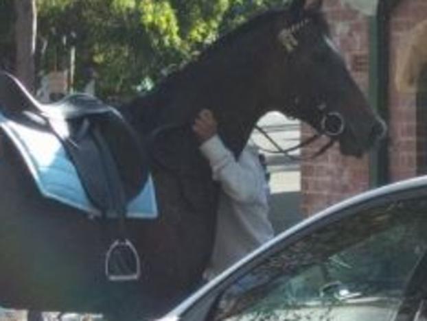 Horse on the loose in Sydney