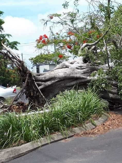 A grand old fig tree has fallen on Woongarra Street.