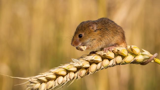 The mouse outbreak has hit grain crops throughout much of regional Australia, this year from the Darling Downs of Queensland through New South Wales and Victoria. Picture: Trent Perrett