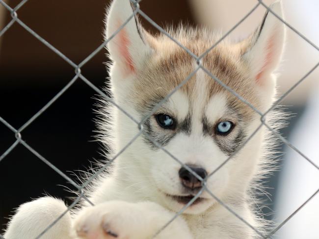 Public submissions into Queensland’s review of the animal care act are due by tonight. Picture: Alex Coppel.