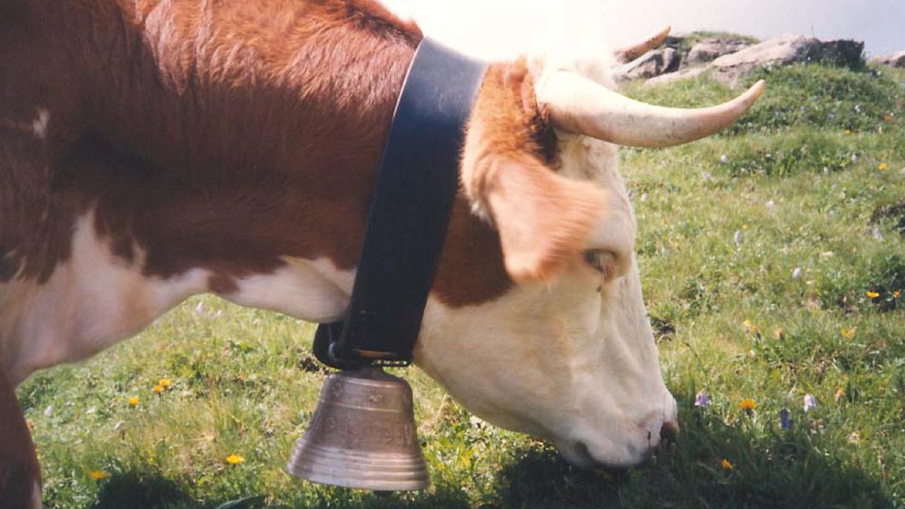 A cowbell is worn around the neck of a cow in the Swiss Alps. Picture: Getty Images