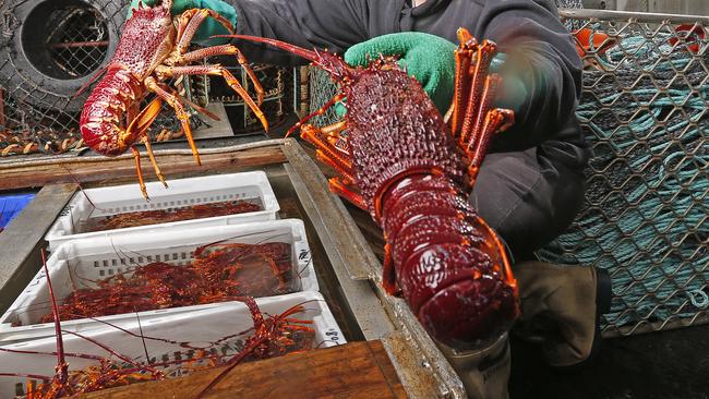 Crayfish have been out of reach for most Tasmanians for many years. Picture: ZAK SIMMONDS