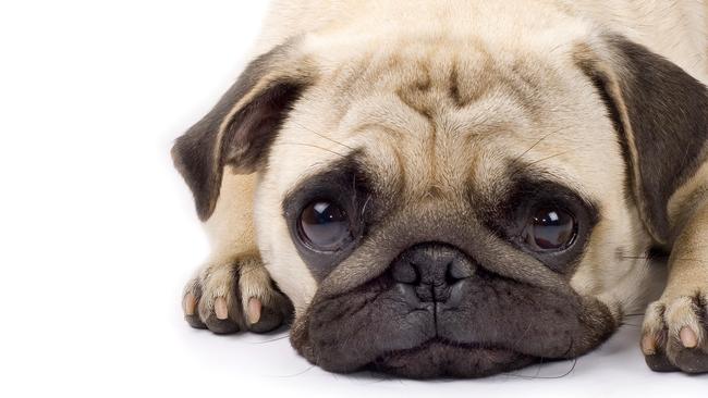 Dogs do \'puppy eyes\' on purpose: study | news.com.au — Australia\'s ...