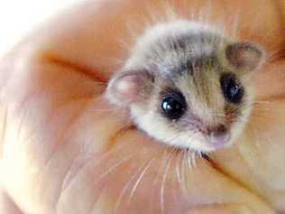 Speck is an infant feathertail glider, the smallest in the species. Picture: Jay Cronan