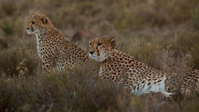 Cheetahs are thriving at Samara Karoo Reserve.