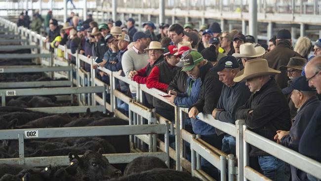 Heifers have paid the price of more cattle on the market, with a price gap between steer and heifer rates of 85c/kg recorded late last week. Picture: Zoe Phillips