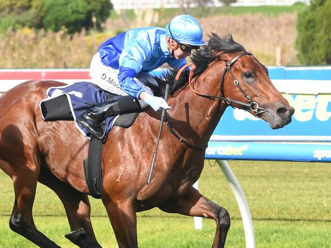 Tropicus ridden by Daniel Moor wins the Catanach's Jewellers Handicap at Caulfield Racecourse on May 11, 2024 in Caulfield, Australia. (Photo by Brett Holburt/Racing Photos via Getty Images)