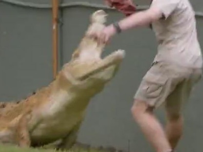 ‘Bail, bail, bail’: Croc ignores lunch, goes after Robert Irwin