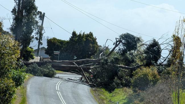 A big tree across the road just before Nicolas Rivulet turn off. Image: Terry Flakemore