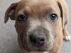 Preston pup found after traumatic two-day ordeal