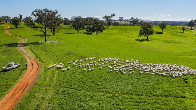 When Gilgal Station was listed for sale in April it was marketed with an estimated 34,000-38,000 dry sheep equivalents carrying capacity.