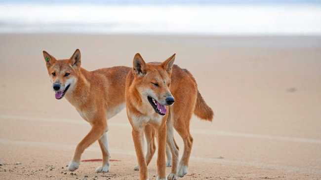 WARNING: Getting close to a dingo on Fraser Island is just not worth it. Picture: Kingfisher Bay Resort