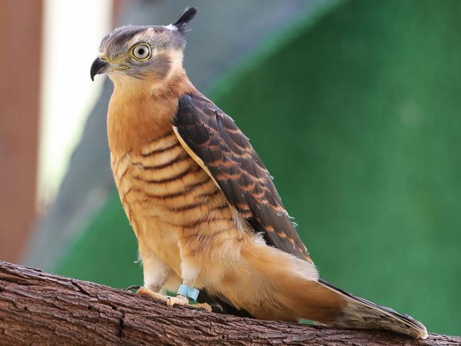 A Pacific Baza in rehab. Picture Glenn Hampson