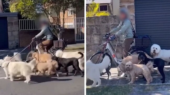 Cyclist blasted for 'stupid' dog walking act