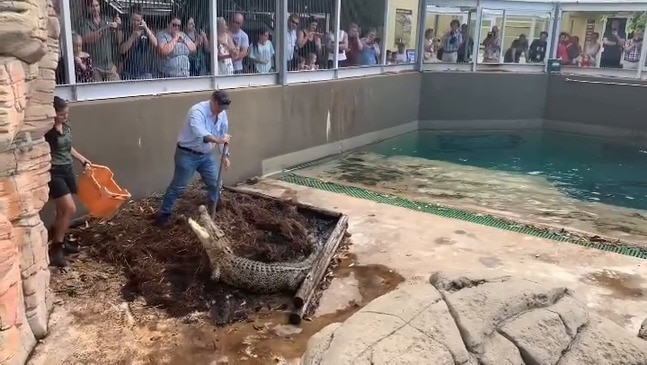 Will and Kate’s eggs being relocated by Crocosaurus Cove staff