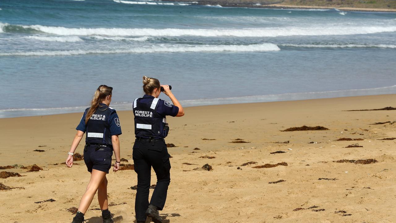 Forrest and Wildlife officers Elyce Gray and Rachel Hansen at the hooded plover breeding area of 13th Beach. Picture: Alison Wynd