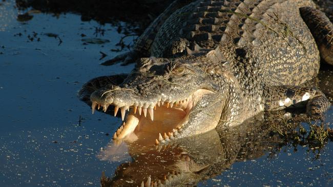 Australian saltwater crocodiles are considered among the most dangerous predators in the world. Picture: File photo