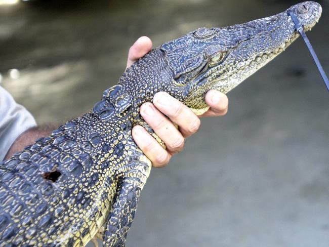 Pictured is QPWS Croc Management officer Clayton Enoch holding up a 1m croc found in Trinity Inlet with its snout tied up and spear wound in its side...