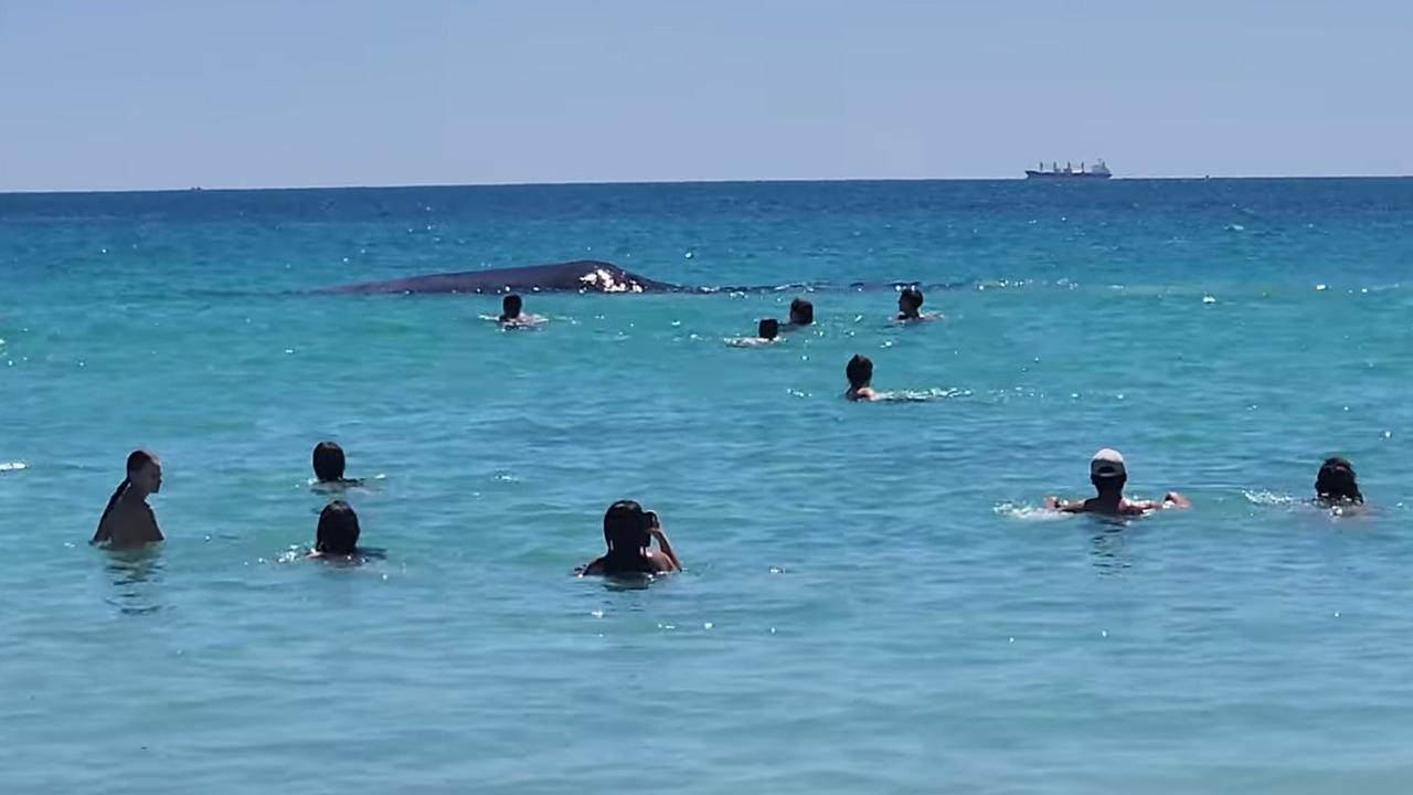 Authorities were notified after the whale swam close to swimmers. Picture: Ori Weiser