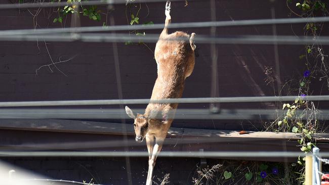 Stuck outside a church in Surry Hills. Picture: Bianca De Marchi