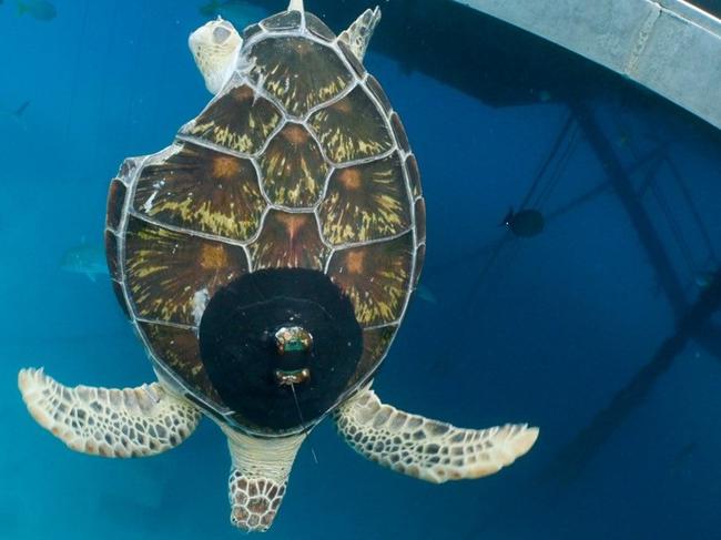 Dianne the green sea turtle being released back into the wild after an altercation with the shark.