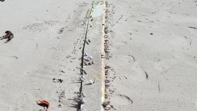 Objects thought to have come from an aircraft on a beach near Cape Tribulation, are being shipped to Canberra for analysis by the ATSB. Picture: Mick Elcoate