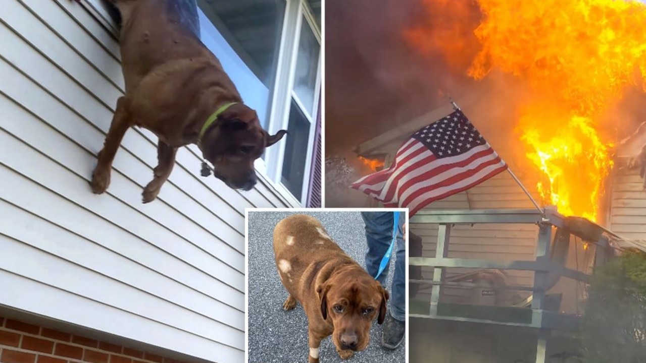 Pies spisał się niesamowicie w spaleniu domu