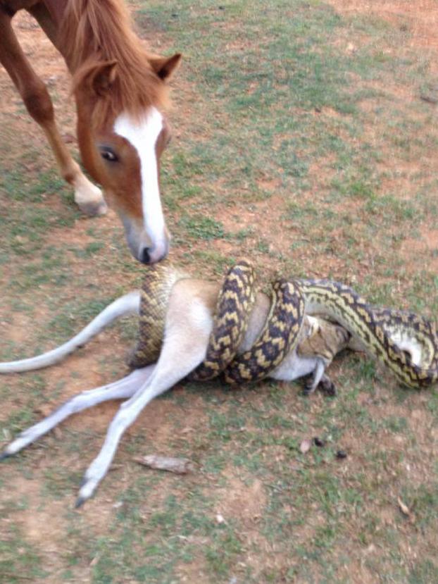 This python was snapped eating a wallaby at Kuranda last month.