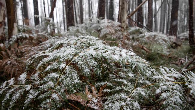 Low peaks like Mt Macedon could see a dusting of snow overnight. Picture: Mark Stewart