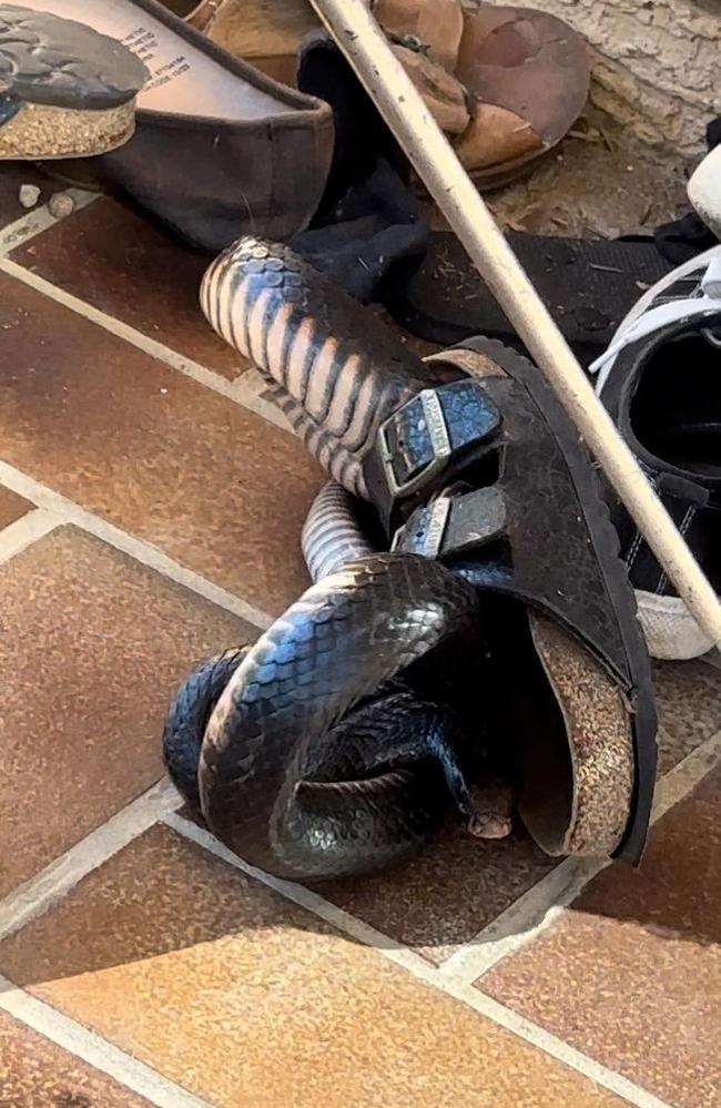 Snake Catcher Dan removed a snake from a sandal at a Sunshine Coast home. Photo: Snake Catcher Dan