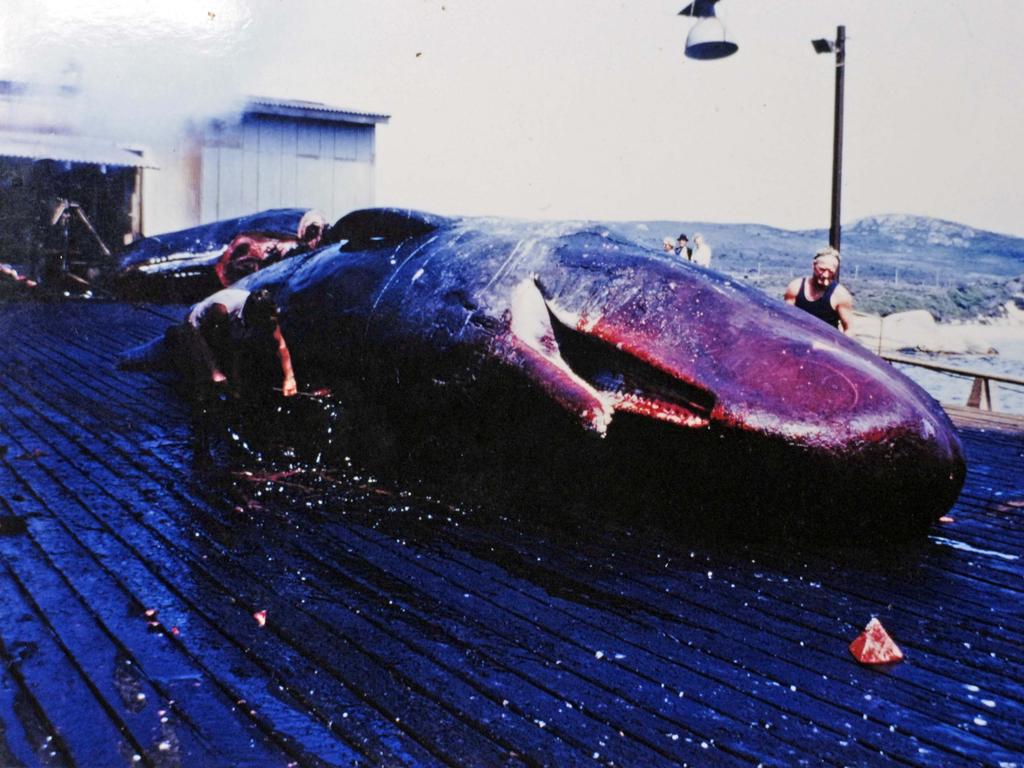 A sperm whale aboard former whaling ship ‘Sheynes 3’.