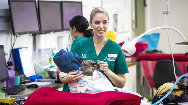 Vet nurse Steph Pilgrim cares for a joey koala at Currumbin Wildlife Hospital. Picture: Nigel Hallett