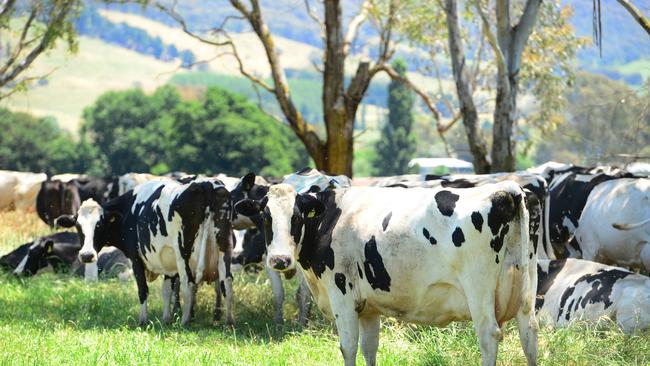 Nutrition boost: The McKillops’ cows feed on chicory and sorghum in addition to pasture and silage.