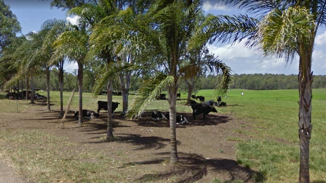 Cows near the site on Pleasant View Road. 